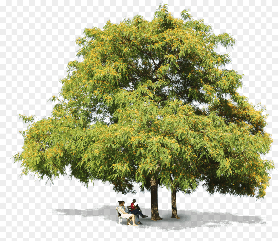 Tipuana Trees People Tipuana, Plant, Tree, Oak, Sycamore Free Transparent Png