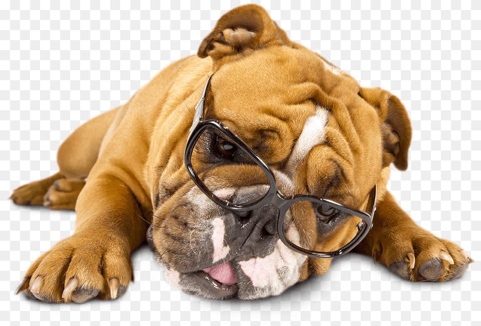 Tired Of Reading Olde English Bulldogge, Animal, Bulldog, Canine, Dog Png Image