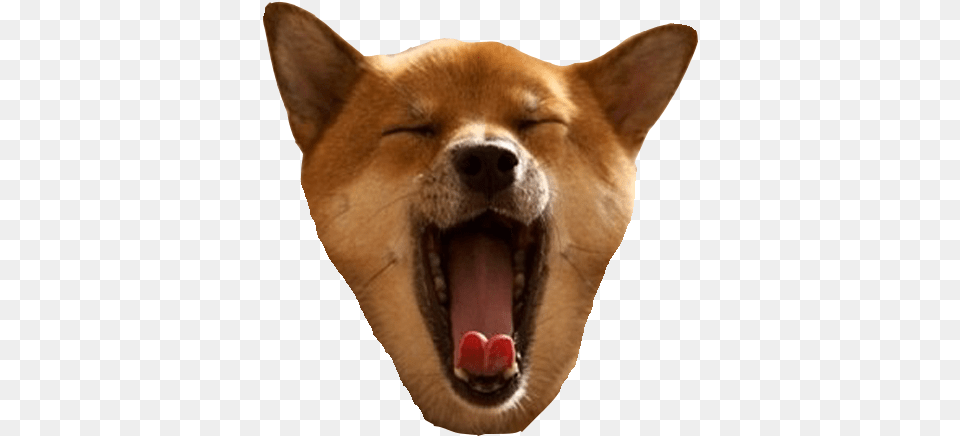 Tired Shiba Inu, Animal, Canine, Dog, Mammal Free Transparent Png