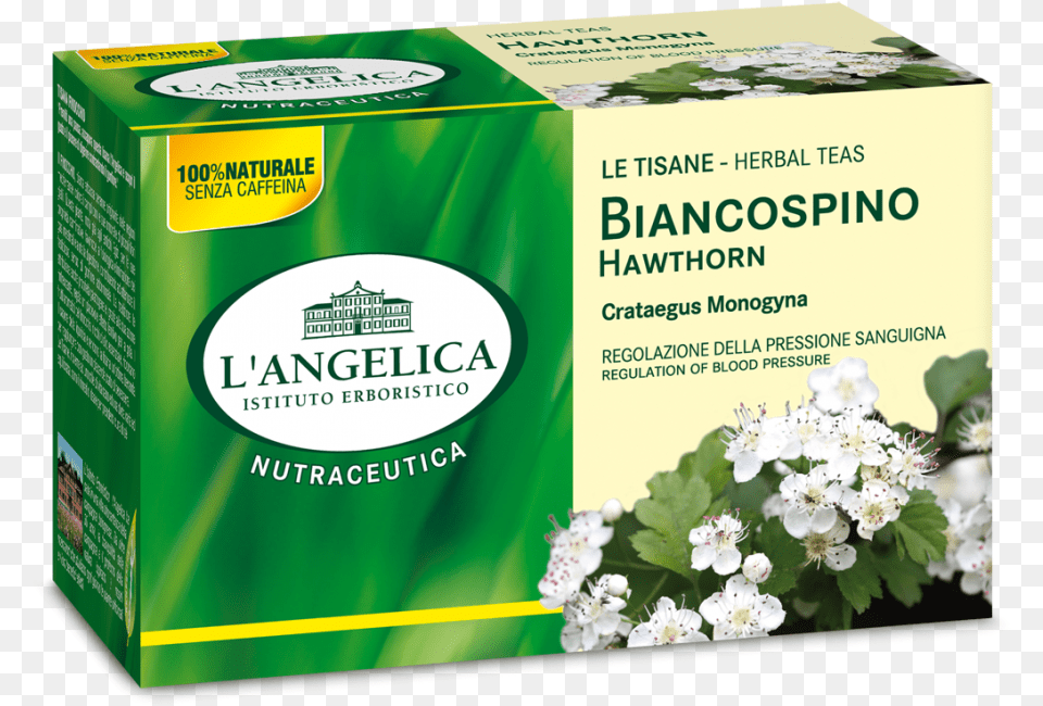 Tisana Caffe Verde Angelica, Herbal, Herbs, Plant, Flower Png