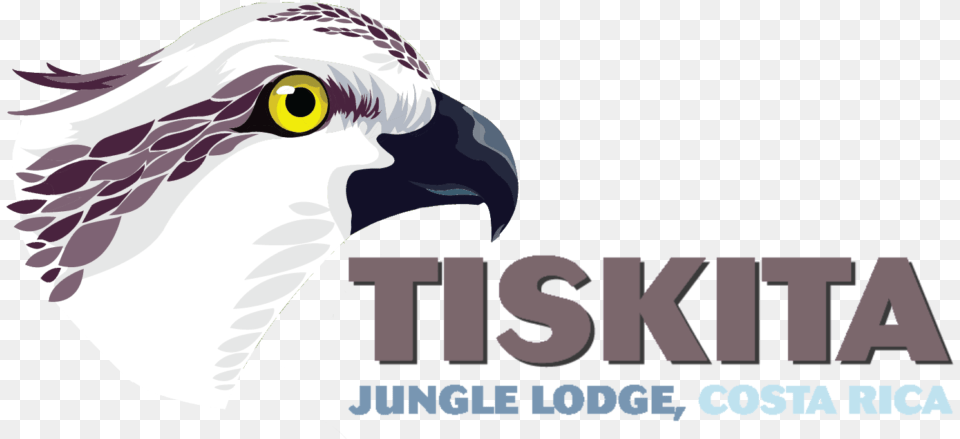 Tiskita Logo Osprey, Animal, Beak, Bird, Eagle Free Png