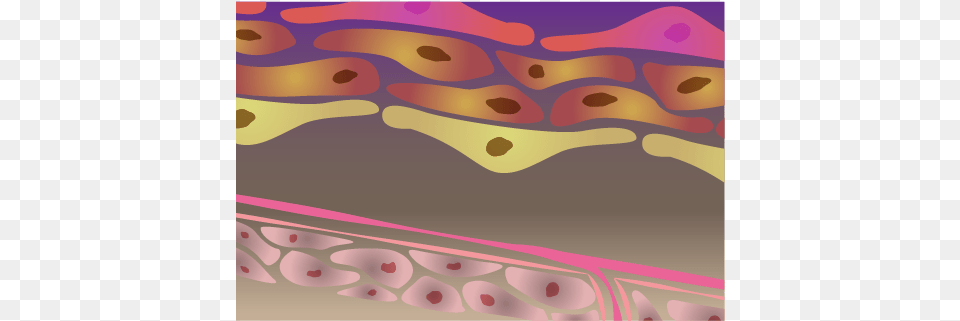 Tissues Amp Cells Tissue, Pattern, Art, Graphics Png