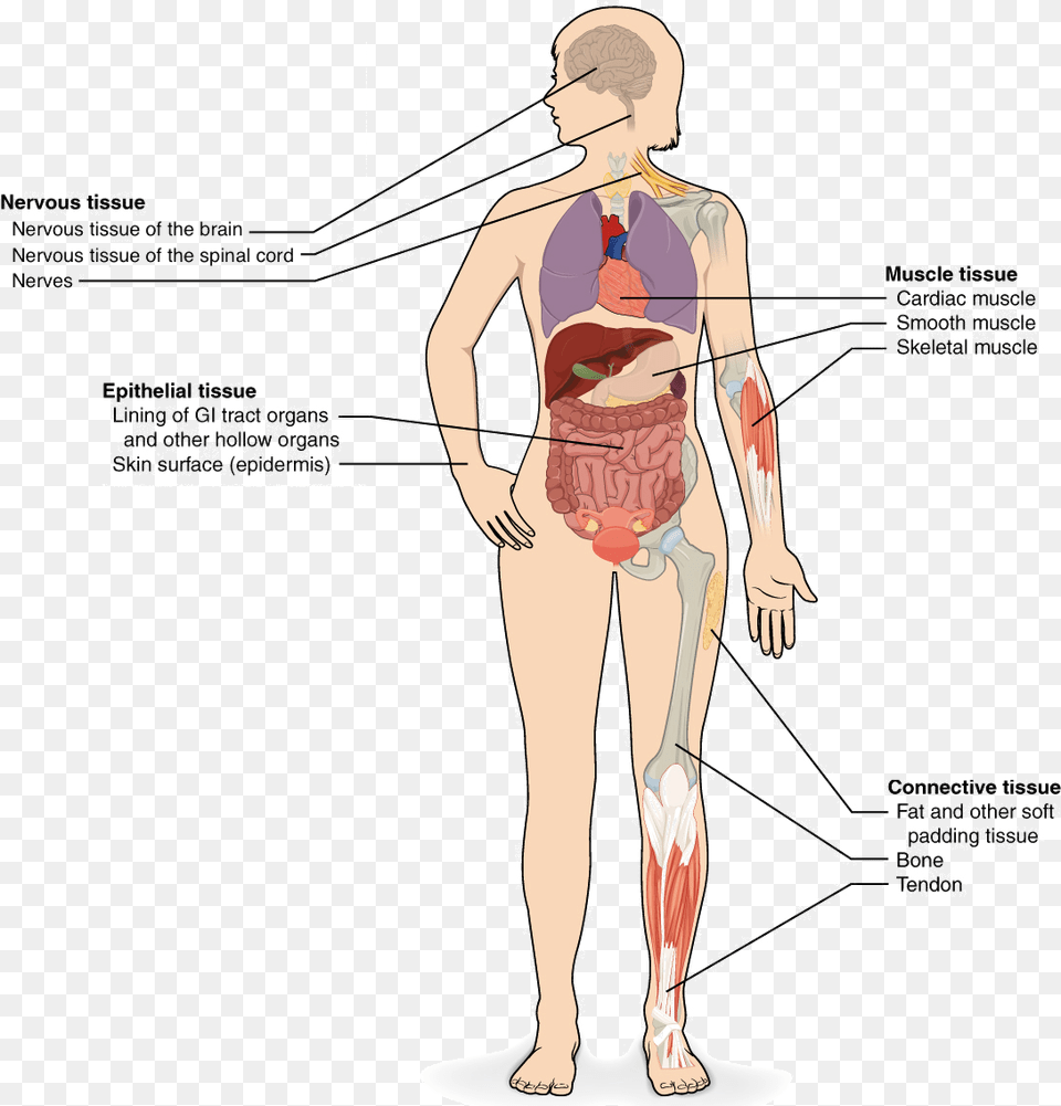 Tissues Organs Organ Systems Download Types Of Tissue Diagram, Chart, Plot, Adult, Female Png