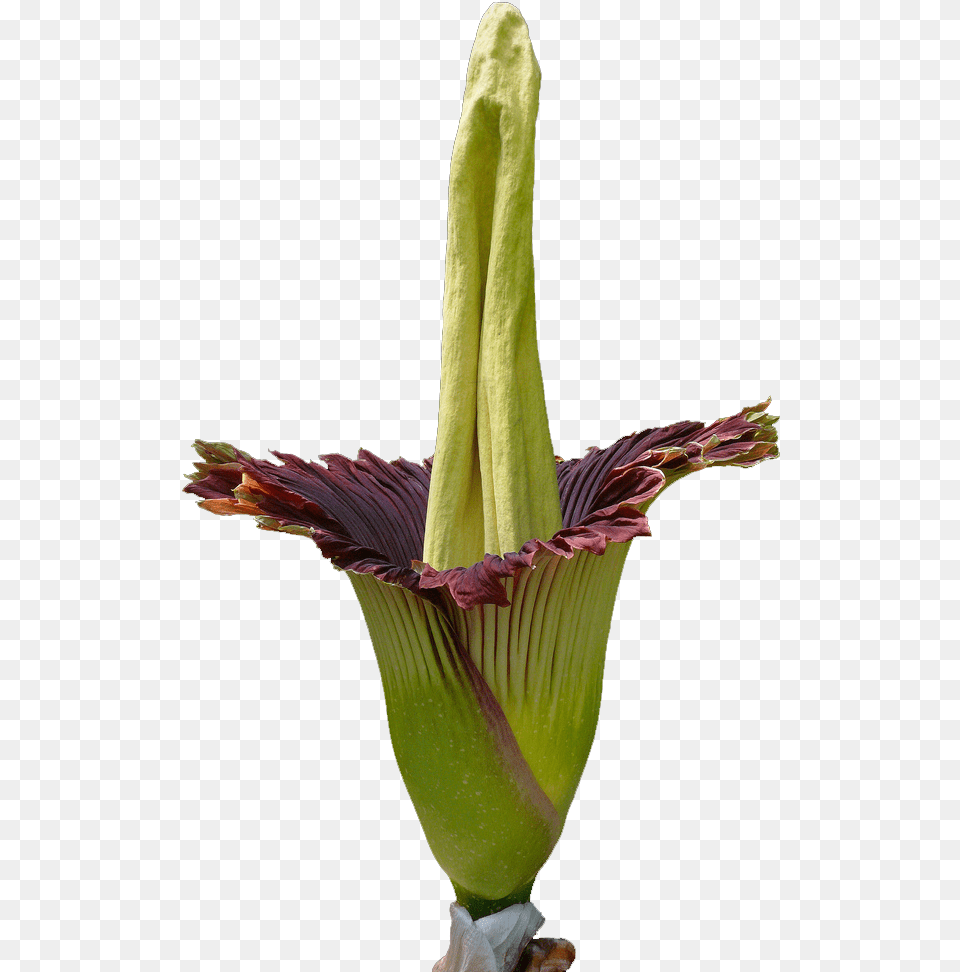 Titan Arum Flower, Plant, Petal, Araceae Free Transparent Png
