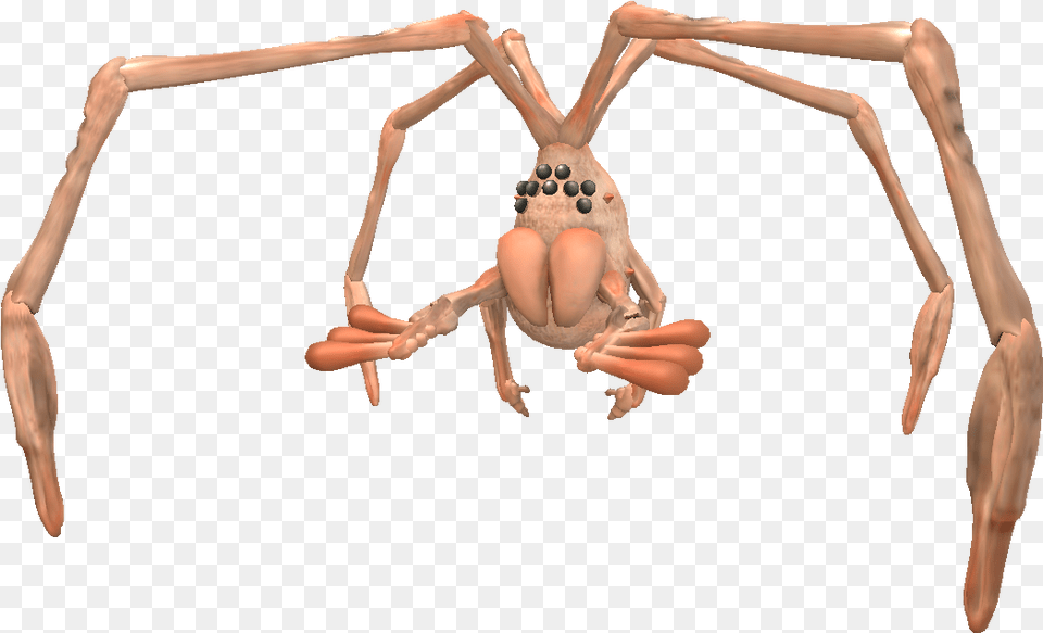 Titan Dweevil Pikmin Araneus Cavaticus, Person, Adult, Female, Woman Free Png Download