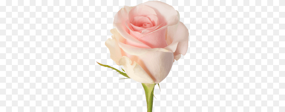 Titanic Titanic Pink Rose, Flower, Plant Free Transparent Png