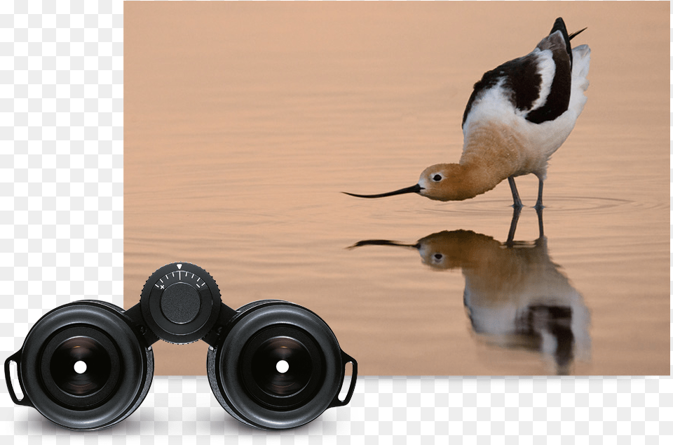 Title Sandpiper, Animal, Beak, Bird, Electronics Png Image