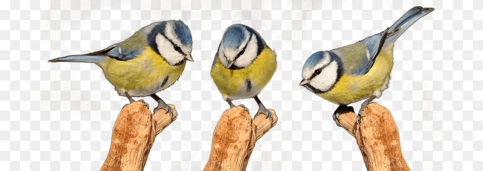 Tits Animal, Bird, Finch, Beak Free Transparent Png