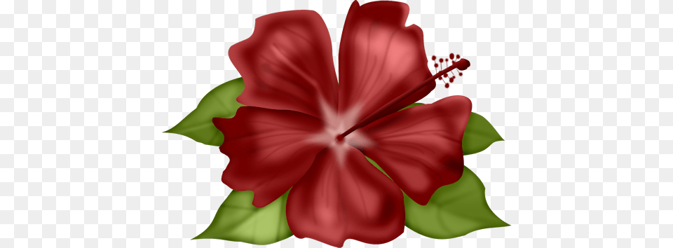 Tl Iup Flowers Clip Art And Album, Flower, Plant, Hibiscus, Person Png Image