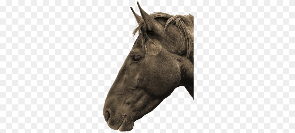 Tmj Is Highlighted Horse Head From The Side, Animal, Colt Horse, Mammal, Stallion Png
