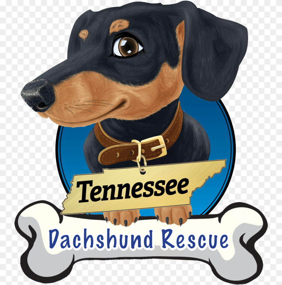 Tn Dachshund Rescue, Accessories, Pet, Mammal, Hound Free Png Download