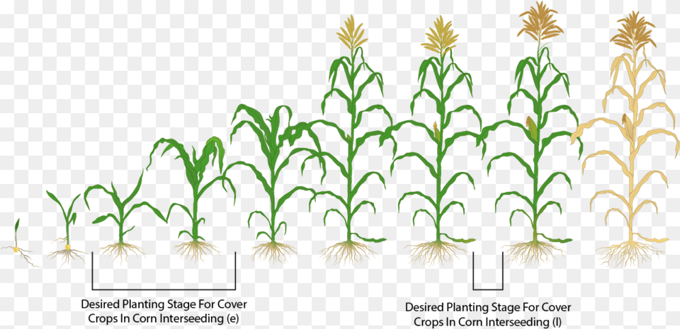 To Avoid Confusion Interseeding Between V3 V7 Is Called Corn Plant Growing Stages Hd, Grass, Vegetation, Leaf, Pattern Free Png