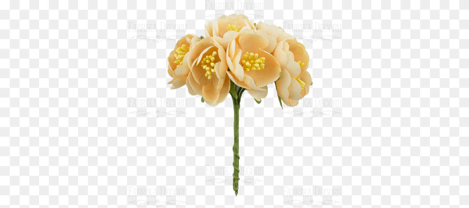 To Cveti, Anther, Plant, Flower Bouquet, Flower Arrangement Free Transparent Png
