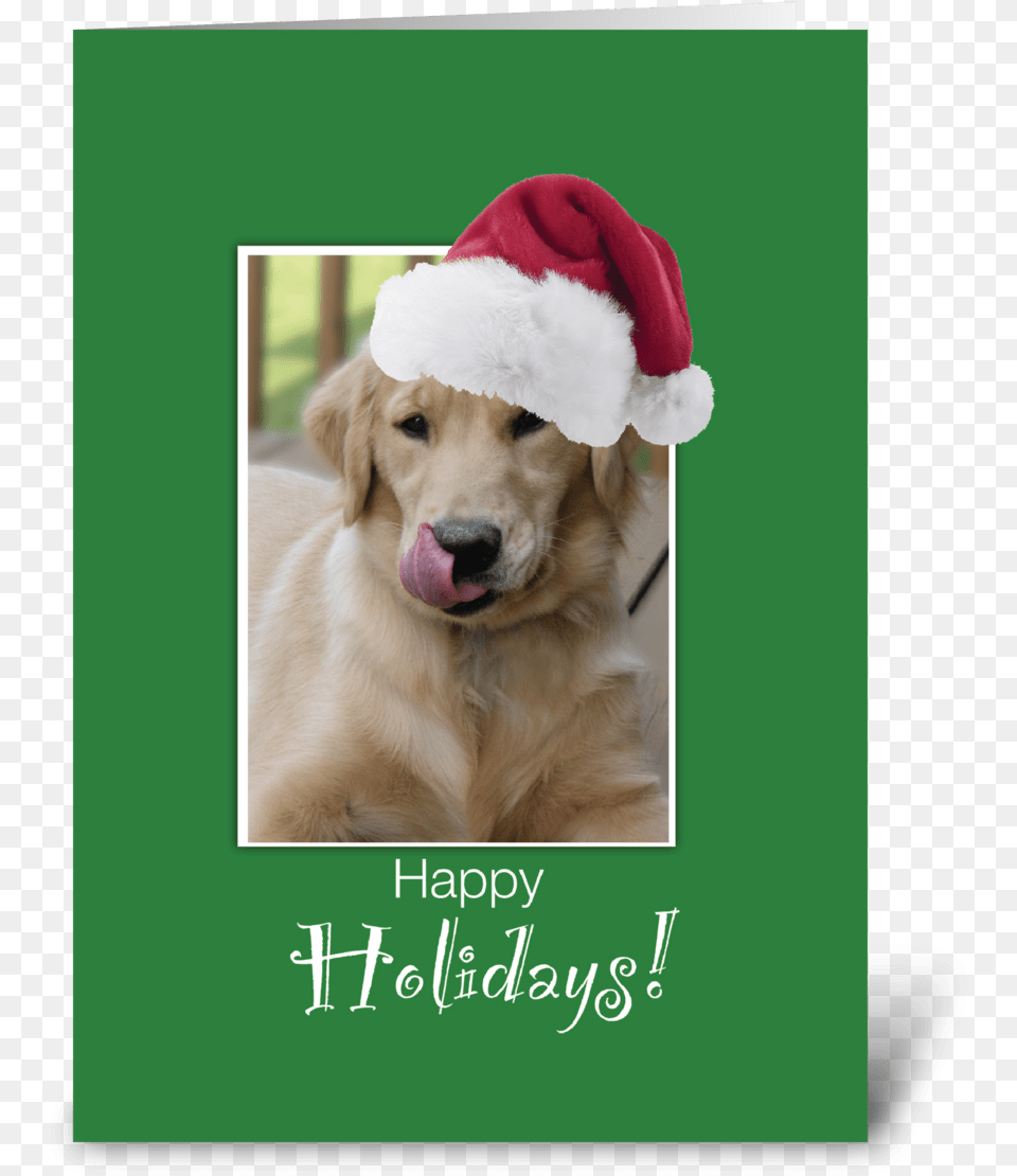 To Dog Walker At Christmas Retriever Greeting Card Happy Holidays Dog Gif, Animal, Canine, Golden Retriever, Mammal Png