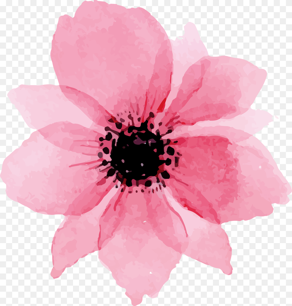 To Download Click The Following Flower, Anemone, Petal, Plant, Dahlia Free Png