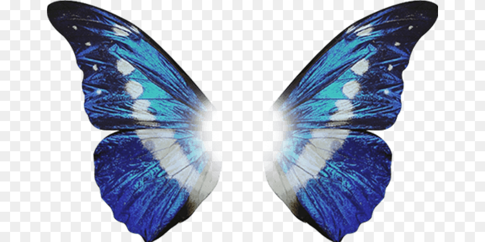 To Edit, Animal, Butterfly, Insect, Invertebrate Png Image