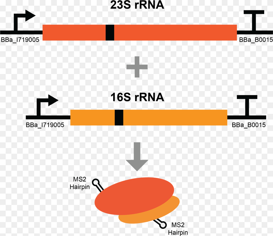 To Ensure We Purify Both Subunits Of The Ribosome The, First Aid, Cutlery Png