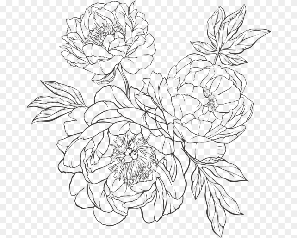 To Handing Out Paper Flowers I Hand Crafted For My Line Art, Plant, Pattern, Drawing Png
