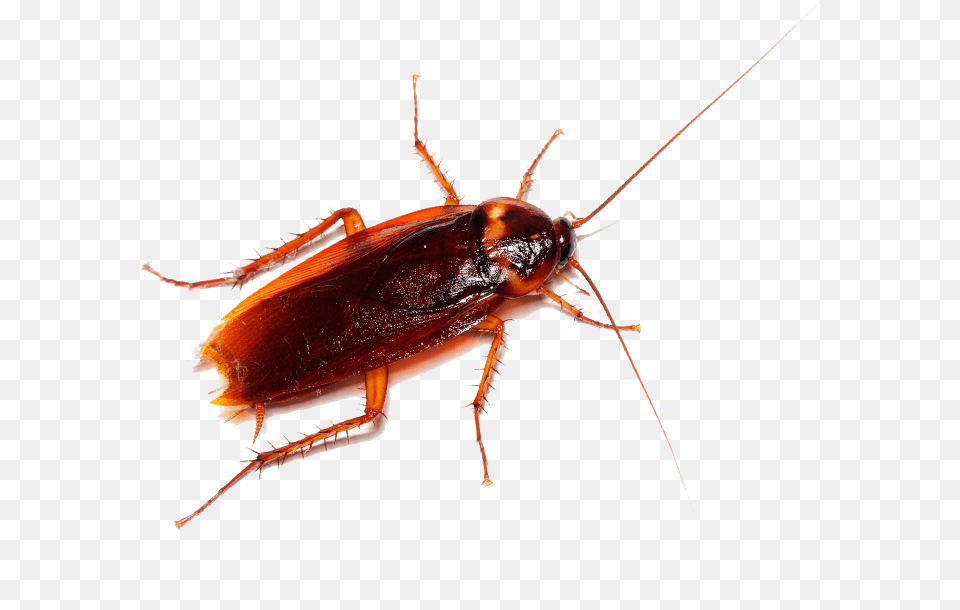 To Learn More About Cockroach Pest Control And How Cockroach, Animal, Insect, Invertebrate Png Image