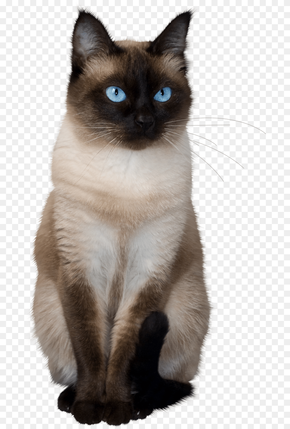 To Medium Sized Azulesasian Semi Longhair Siamese Kittens Background, Animal, Cat, Mammal, Pet Free Png Download