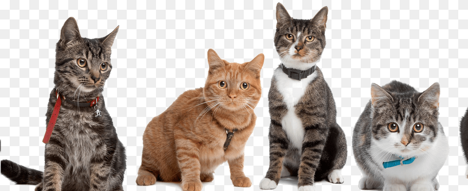 To Medium Sized Catseuropean Shorthairfelidaetabby, Animal, Cat, Mammal, Manx Free Png