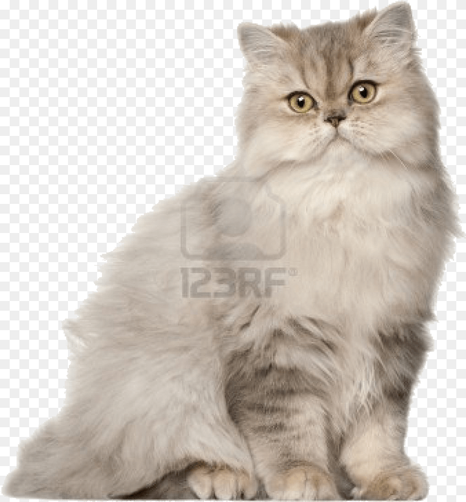 To Medium Sized Long Haired Catbritish Longhairasian Persian Cat, Angora, Animal, Mammal, Pet Png Image