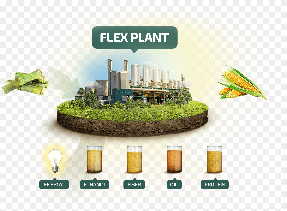 To Produced Oil And Corn Protein Also Enabling The Fluid Quip Process Technologies Llc, Advertisement, Herbal, Herbs, Plant Free Transparent Png
