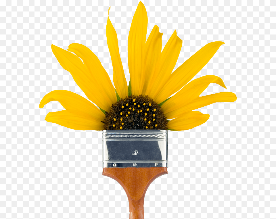 To Promote Development Of Properties That Support Painting, Flower, Plant, Sunflower, Brush Free Png