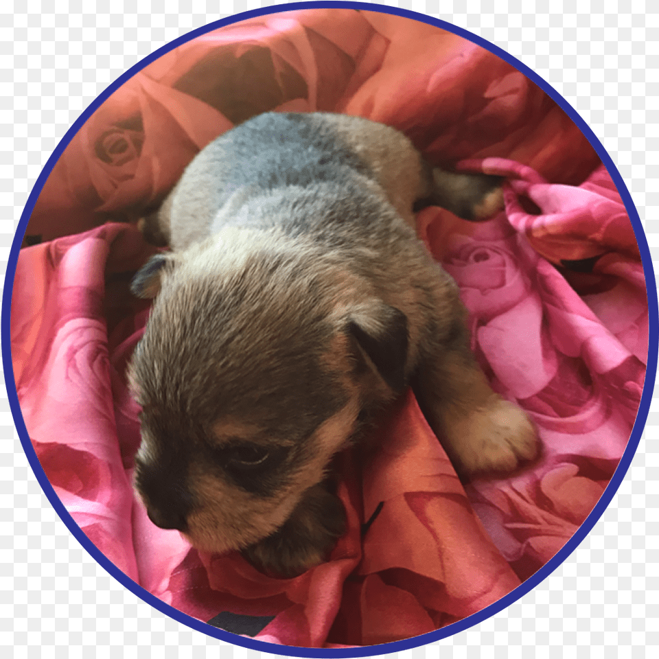 To See Available Schnauzer Puppies Click Here The Miniature Companion Dog, Animal, Canine, Mammal, Pet Free Png Download