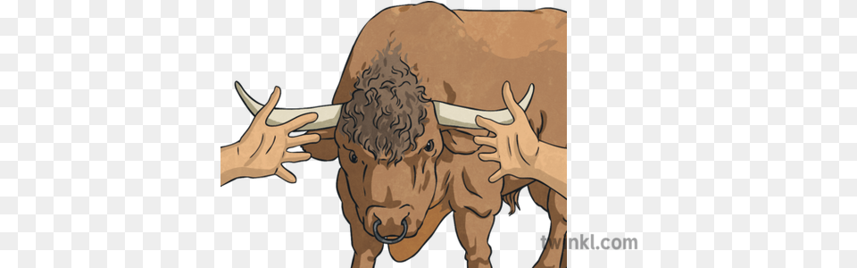 To Take The Bull By Horns Idioms Animal Hands Topics Ks2 Transparent, Mammal, Ox, Livestock, Cattle Free Png Download