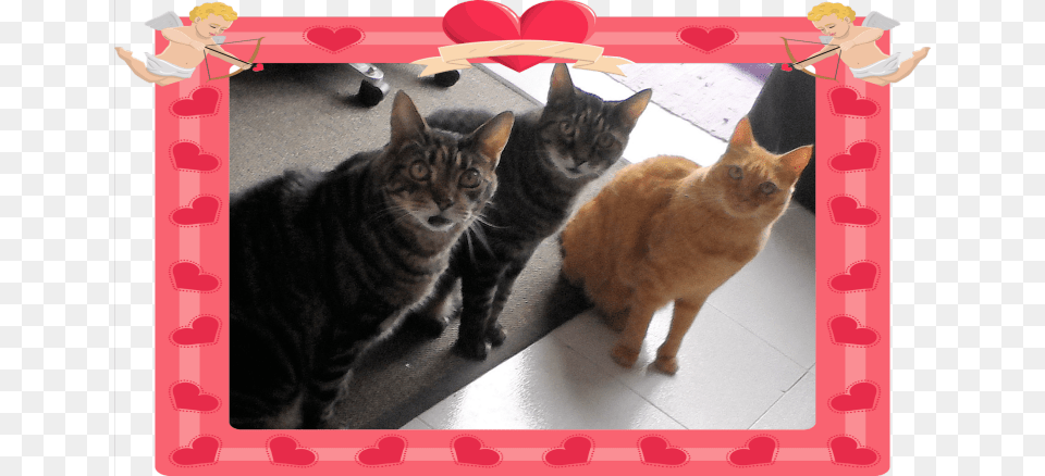 To The Loves Of My Life Tabby Cat, Pet, Manx, Mammal, Mail Png Image
