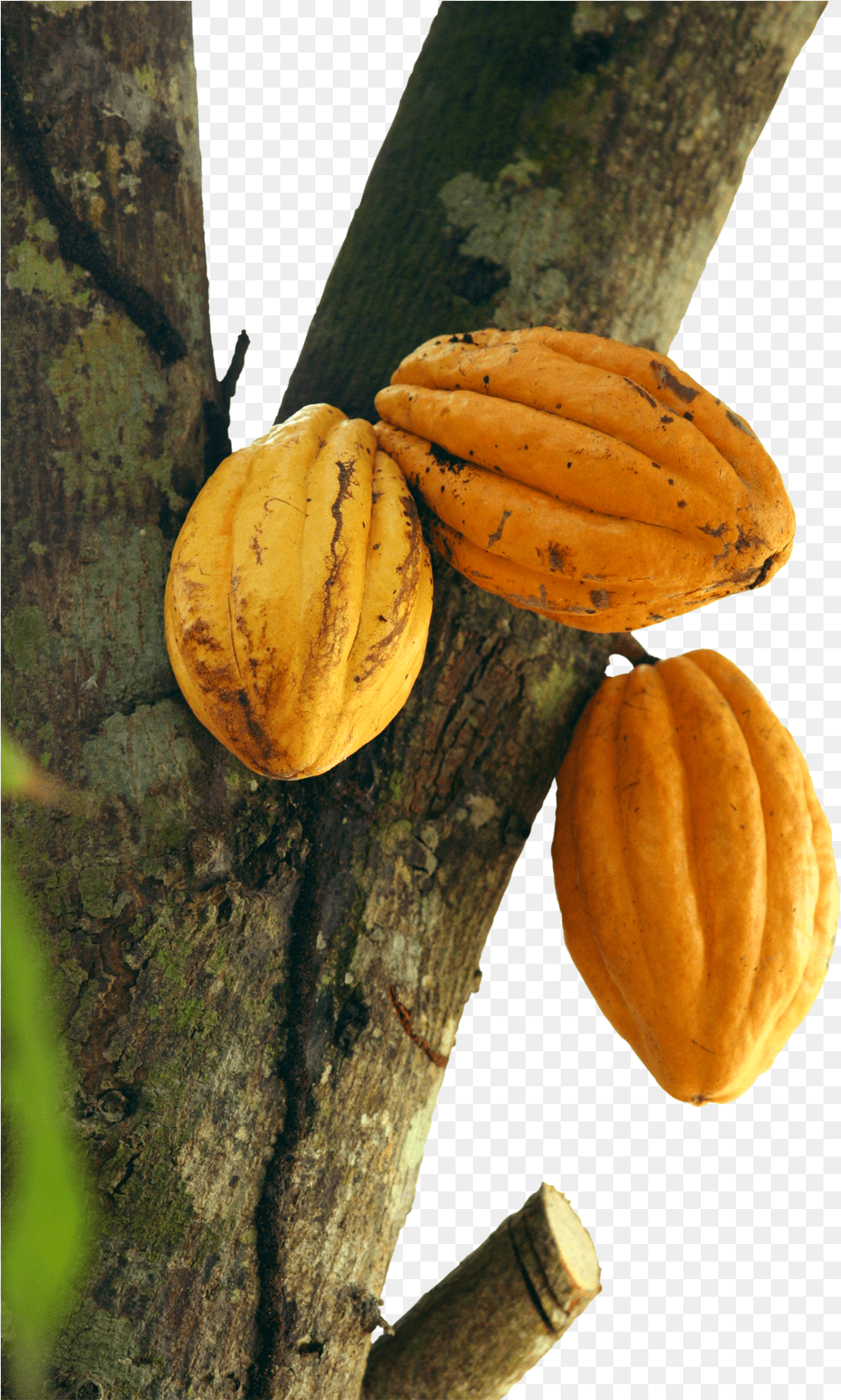 To Understand A Cocoa Product Flavor Profile Or A Cocoa Arbol Cacao, Dessert, Food, Banana, Fruit Png