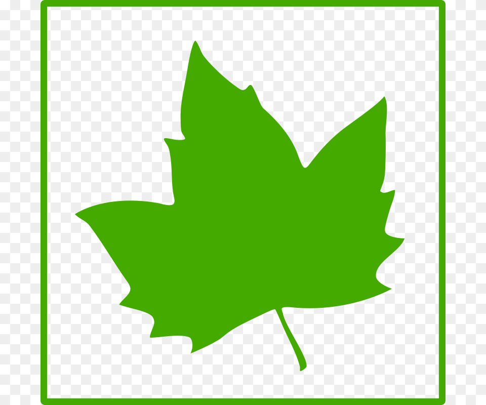 To Use, Leaf, Plant, Maple Leaf, Person Free Png
