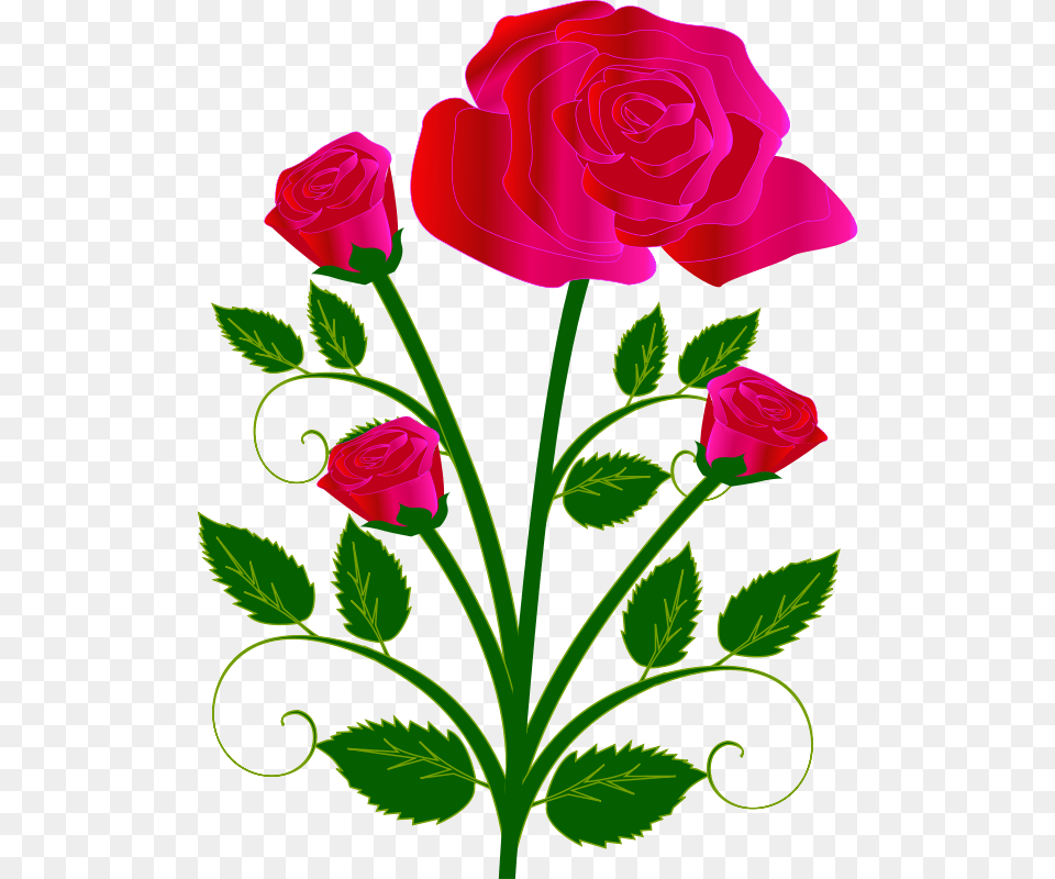 To Use, Flower, Plant, Rose, Pattern Png Image