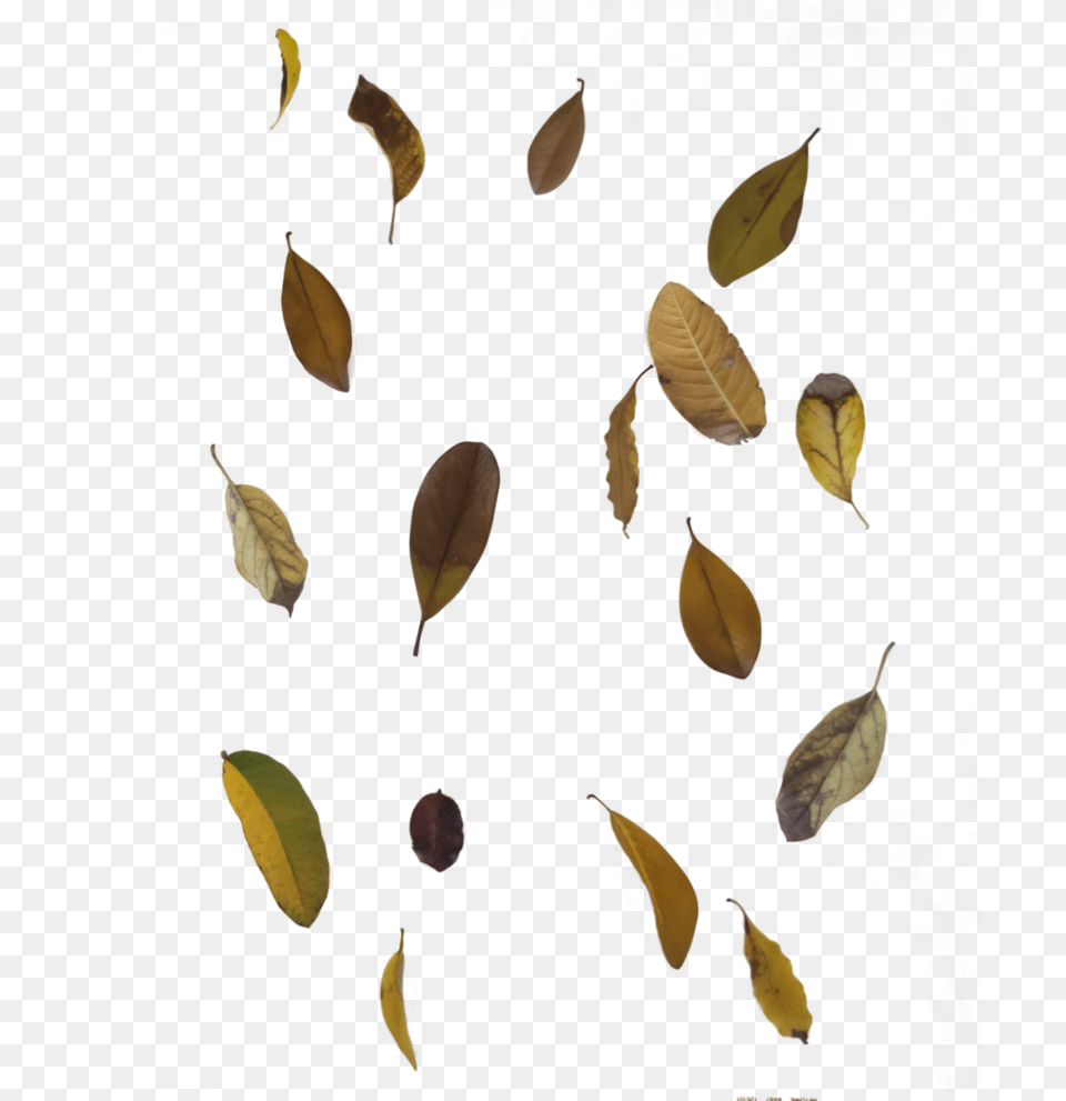 To Use Fallautumn Leaf Overlay, Plant, Food Png