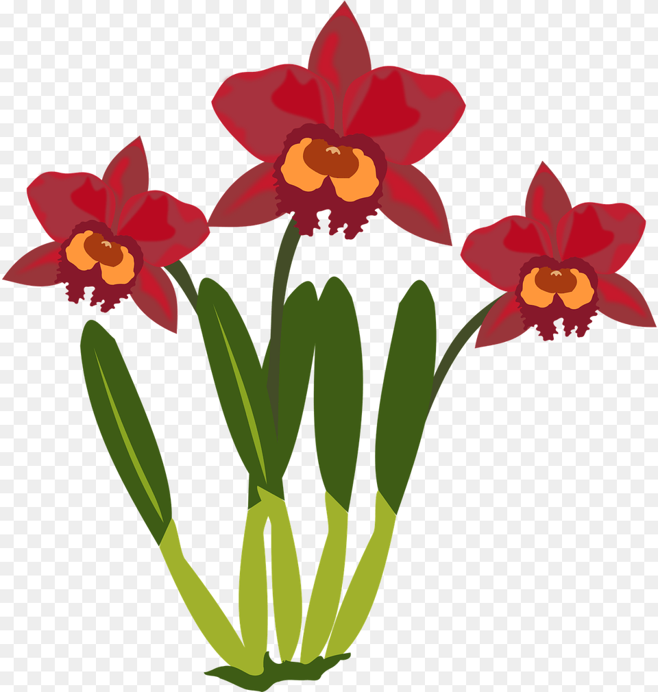 To Use Public Domain Orchid Flower Clip Art Cartoon Picture Of Orchid Flower, Plant Free Transparent Png
