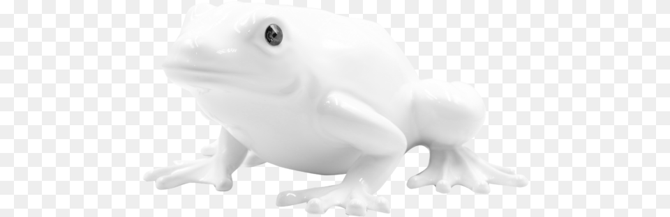 Toad, Baby, Person, Animal, Wildlife Png Image