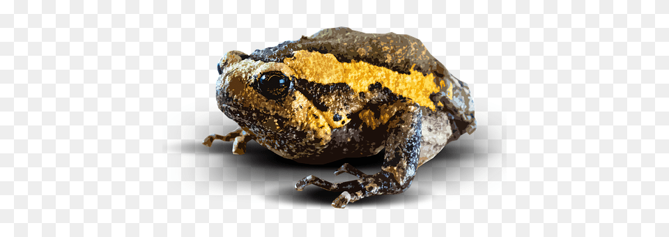 Toad Animal, Wildlife, Amphibian, Frog Png