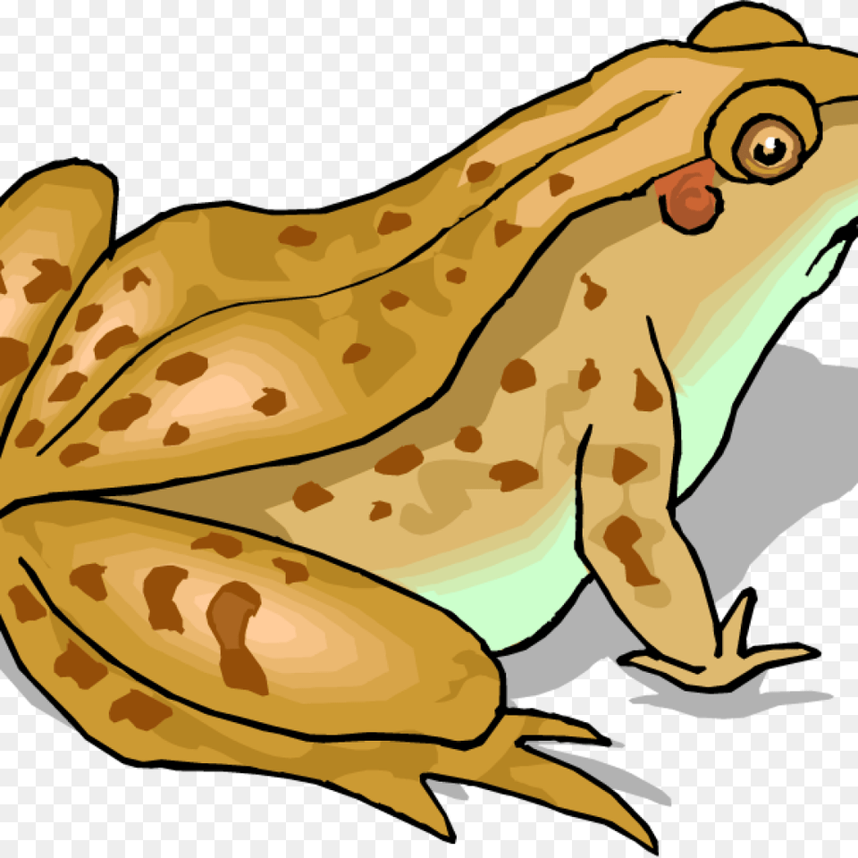 Toad Clip Art Clipart Download, Amphibian, Animal, Frog, Wildlife Free Transparent Png