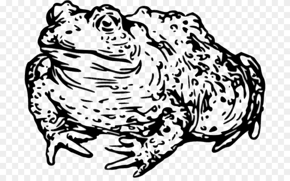 Toad Drawing Black And White, Animal, Wildlife, Amphibian, Frog Png Image