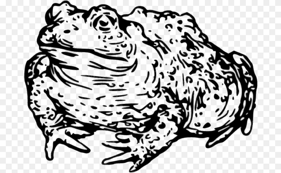 Toad Drawing Black And White Toad Head Clipart Black And White, Art, Doodle, Blackboard Png