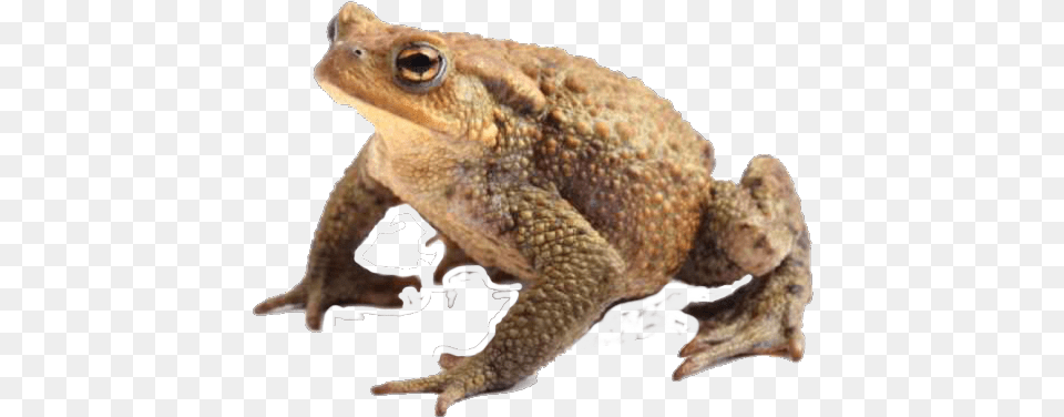 Toad Freetoedit Amphibians Toad, Animal, Wildlife, Amphibian, Lizard Free Png