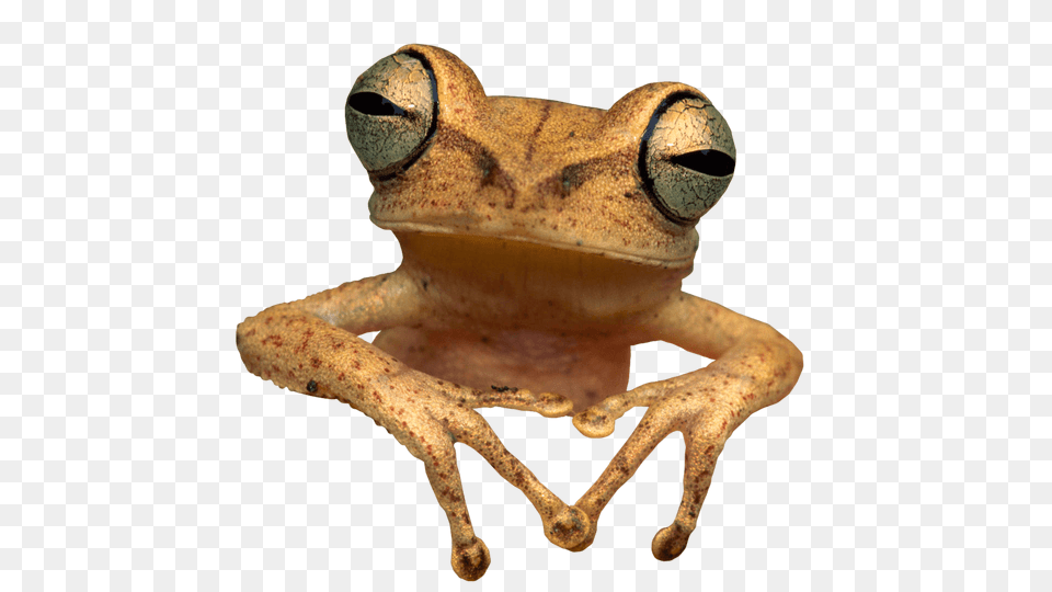 Toad Frog, Amphibian, Animal, Lion, Mammal Png Image