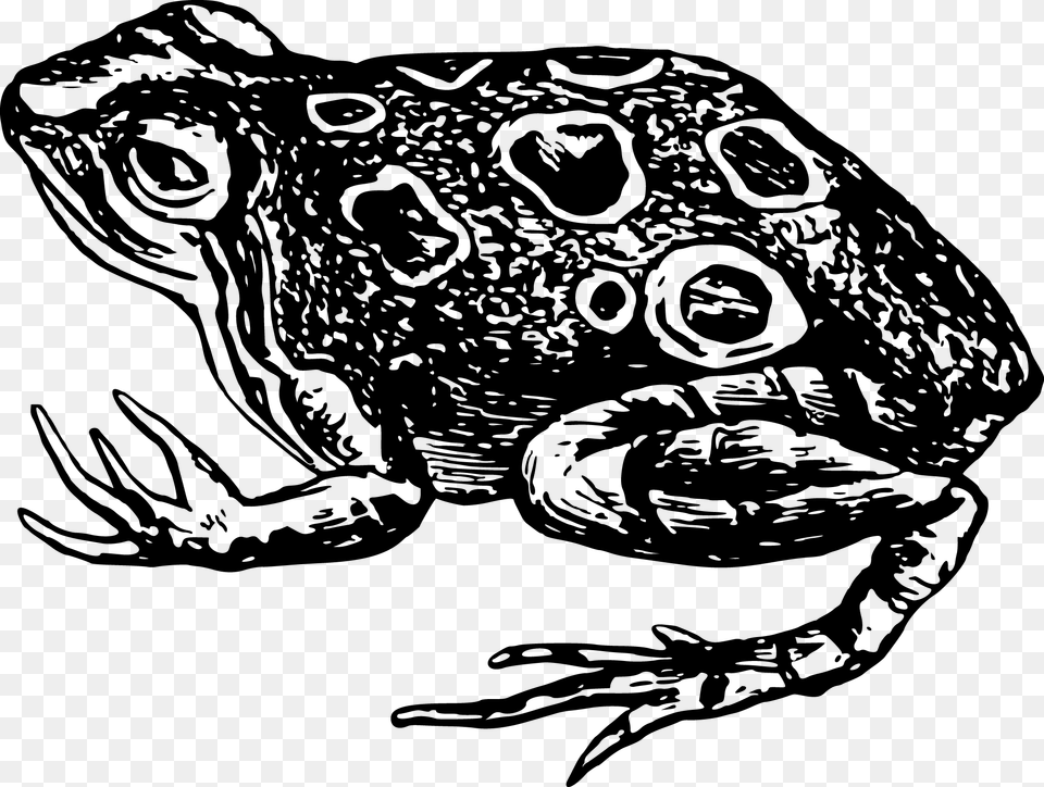Toad Frog Amphibian Black And White Clip Art Anfibios Blanco Y Negro, Animal, Wildlife, Person, Face Png
