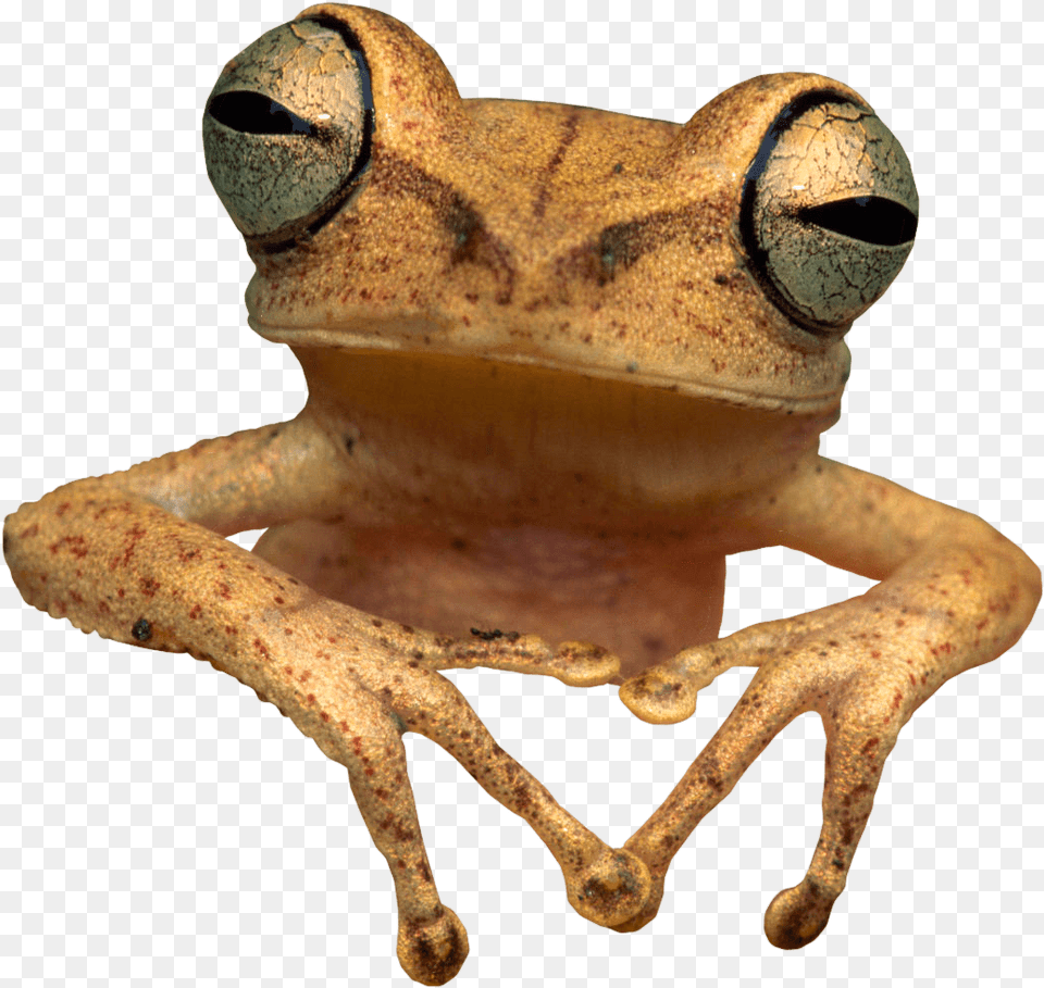 Toad Frog Frogs And Toads With Background, Amphibian, Animal, Wildlife, Dinosaur Png