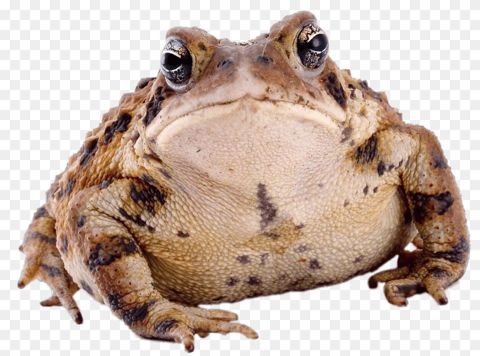 Toad Front View, Animal, Wildlife, Amphibian, Frog Png Image