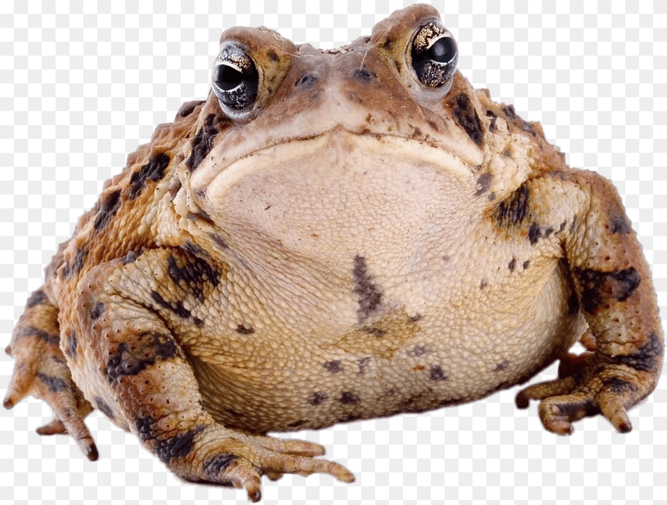 Toad Front View Transparent Toad, Animal, Wildlife, Amphibian, Lizard Free Png Download