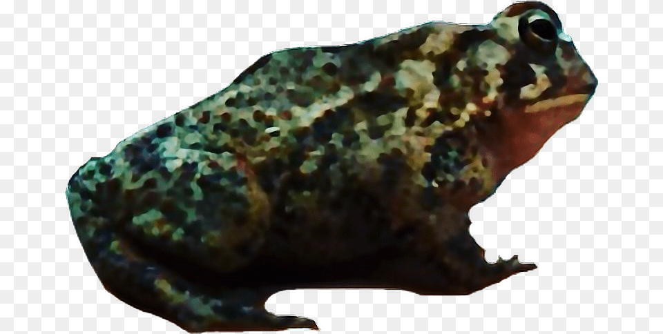 Toad Interesting Art Nature Photography Frog Eastern Spadefoot, Animal, Wildlife, Amphibian, Fish Png