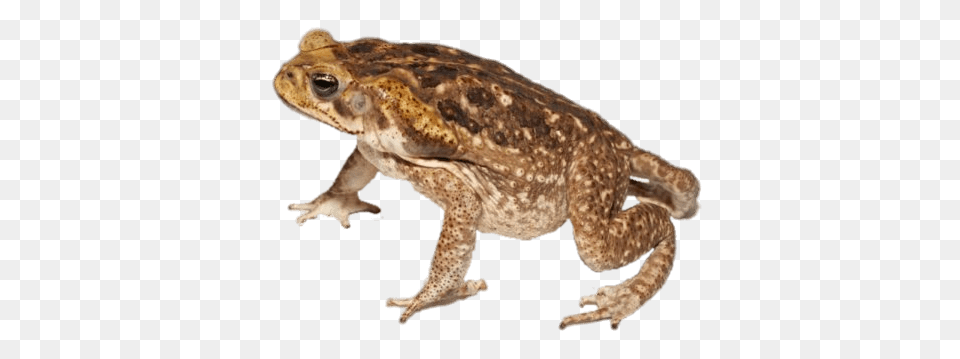 Toad Side View, Animal, Lizard, Reptile, Wildlife Png Image