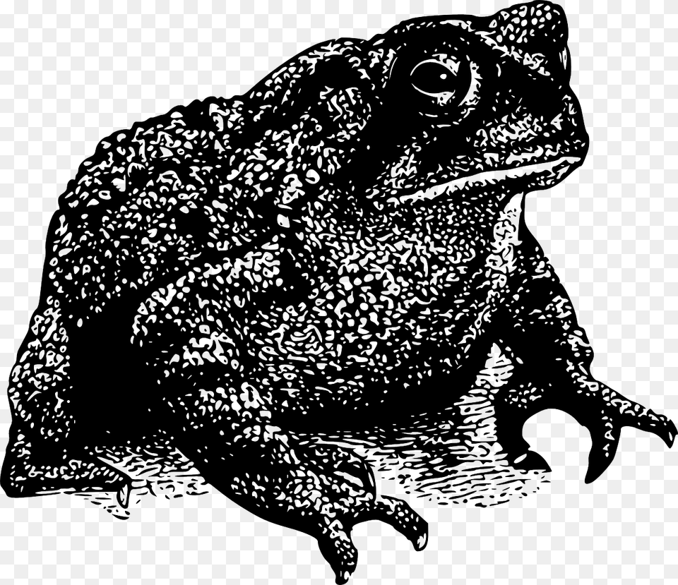 Toad Vector, Animal, Wildlife, Amphibian, Bear Free Png Download